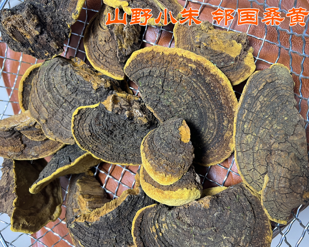 西藏桑树桑黄实为邻国桑黄