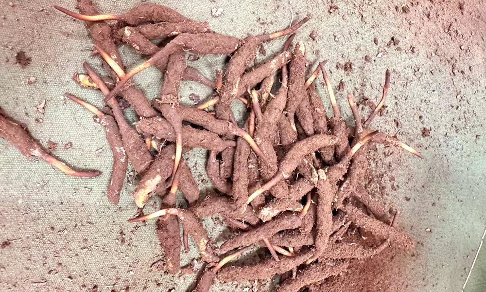新鲜冬虫夏草图片