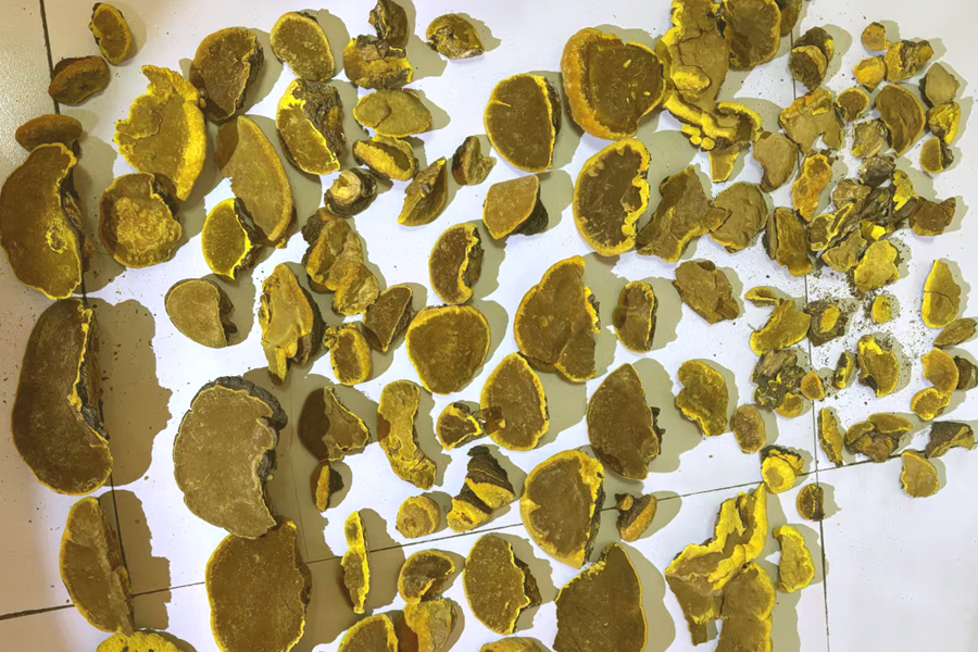 野生桑树桑黄图片