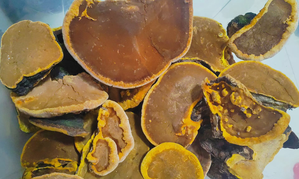 精选秦岭桑黄图片
