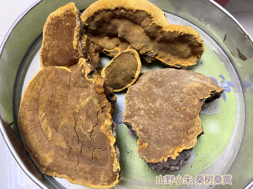 山野小朱桑树桑黄图片