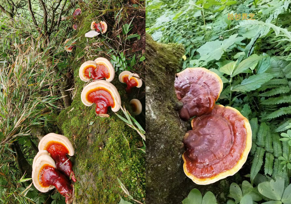 野生松杉灵芝图片 野生松杉灵芝图片