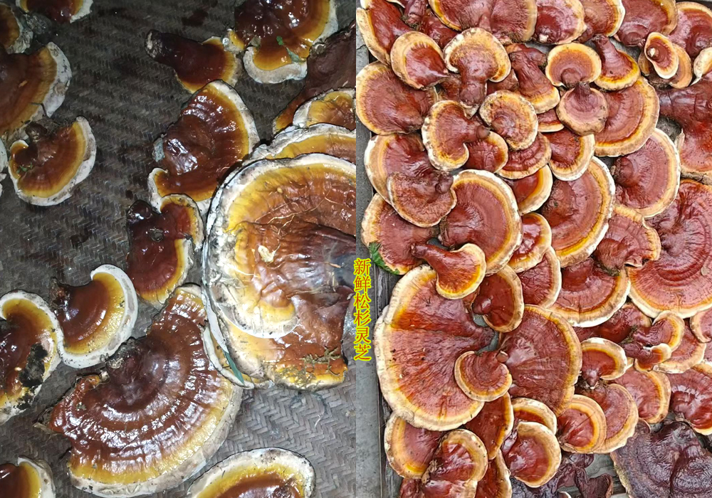 新鲜松杉灵芝图片 新鲜松杉灵芝图片