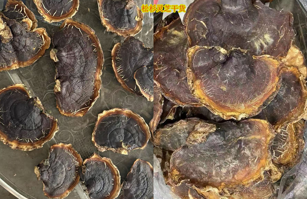 松杉灵芝图片 松杉灵芝图片
