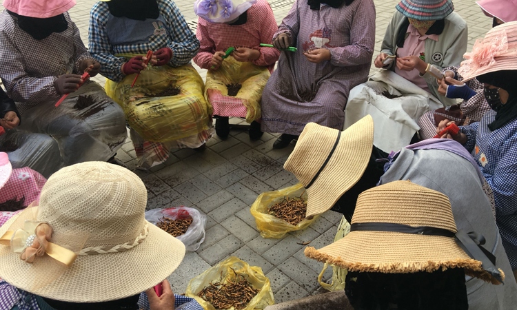 青海虫草市场清理新鲜虫草图片