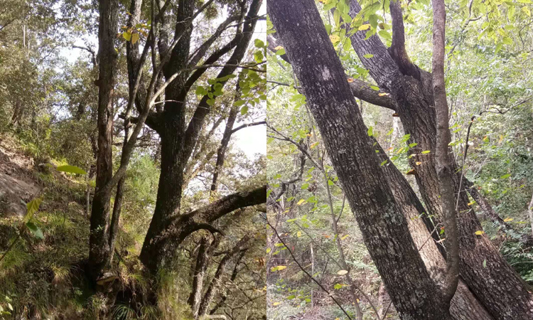 野生桑树上生长着桑黄的图片