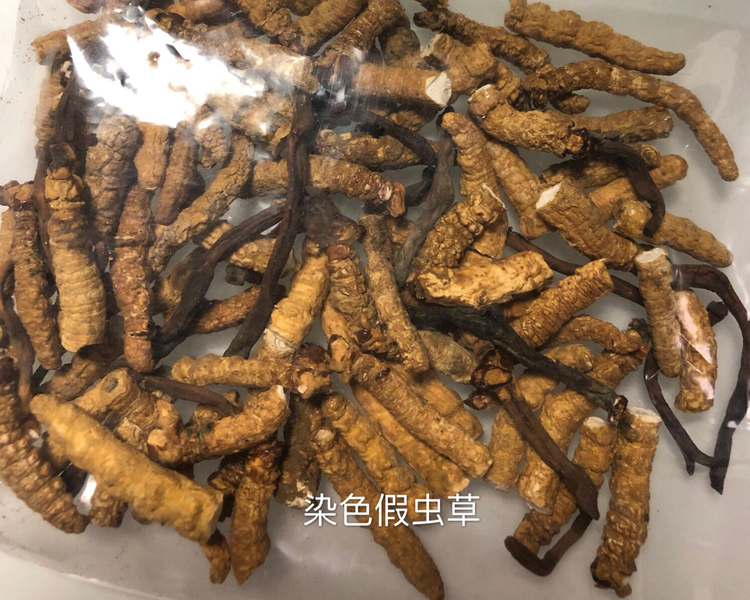 假虫草断草-染色亚香棒虫草