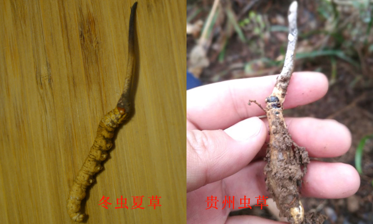 冬虫夏草和贵州亚香棒虫草对比图片