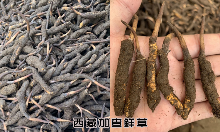 西藏加查新鲜虫草图片